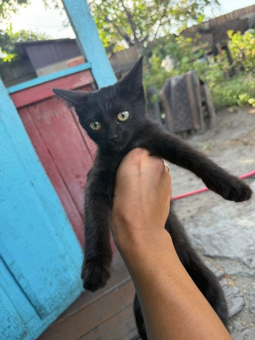 Отдам котят с меня 2к