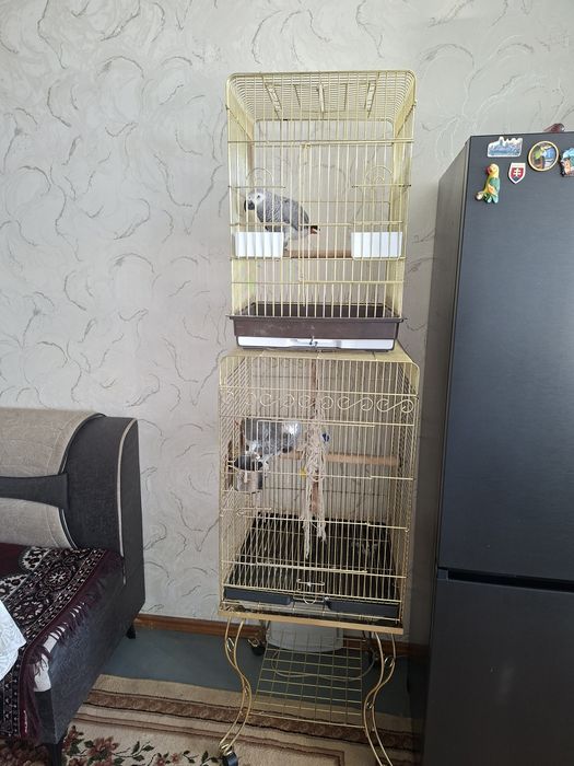 Попугай жако подробная информация позвоните