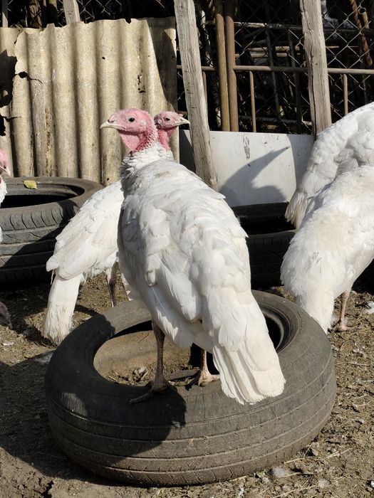 Индюк на племя 7месяцев