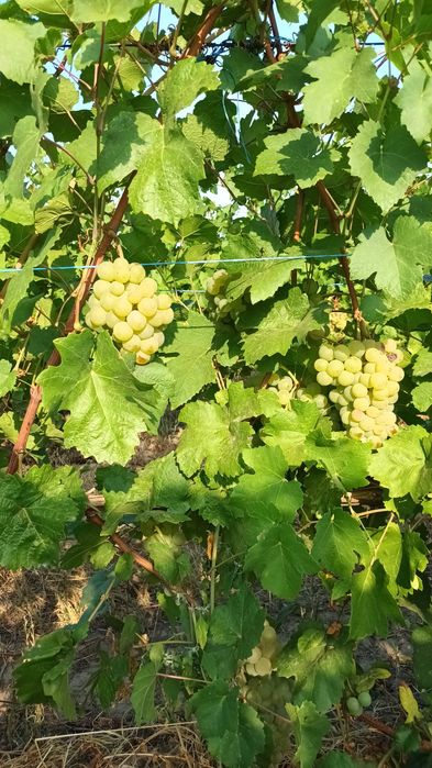 Vand struguri de masa si de vin