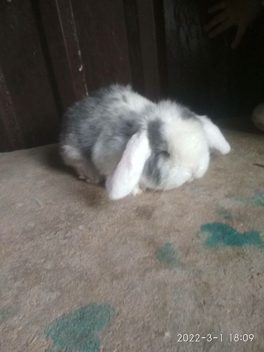 Французский баран