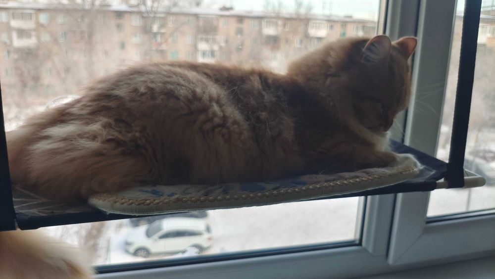 Кот рыжий без породы