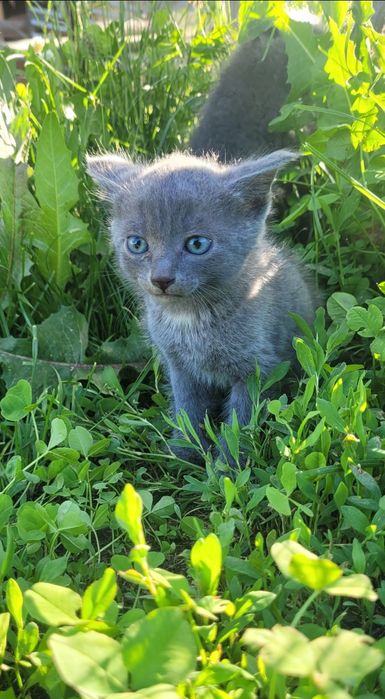 Котенок Дымчатый