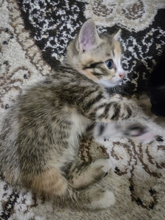 В добрые руки котенок