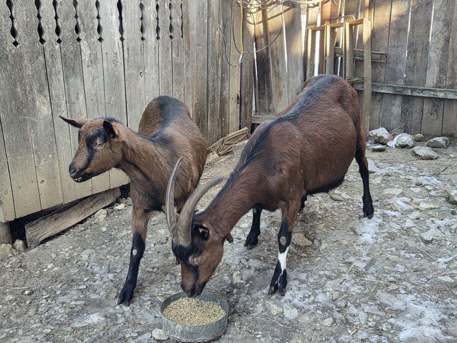 Vând capre Alpina Franceza