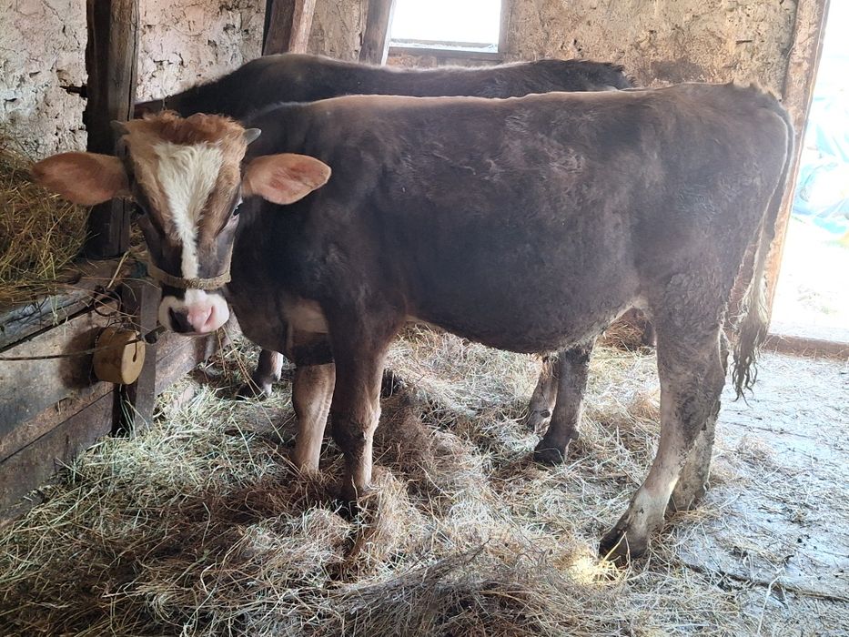 Vând vitel de 8 luni ,din vaca baltata!