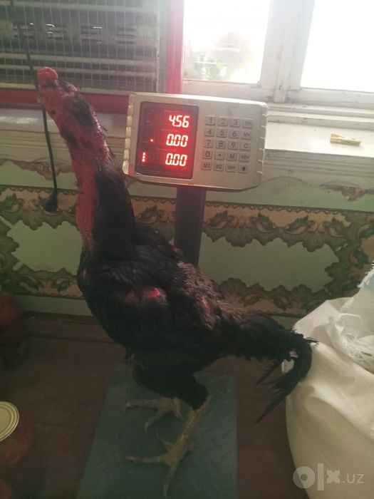 Vetnam xuroz sotiladi   1  milyon