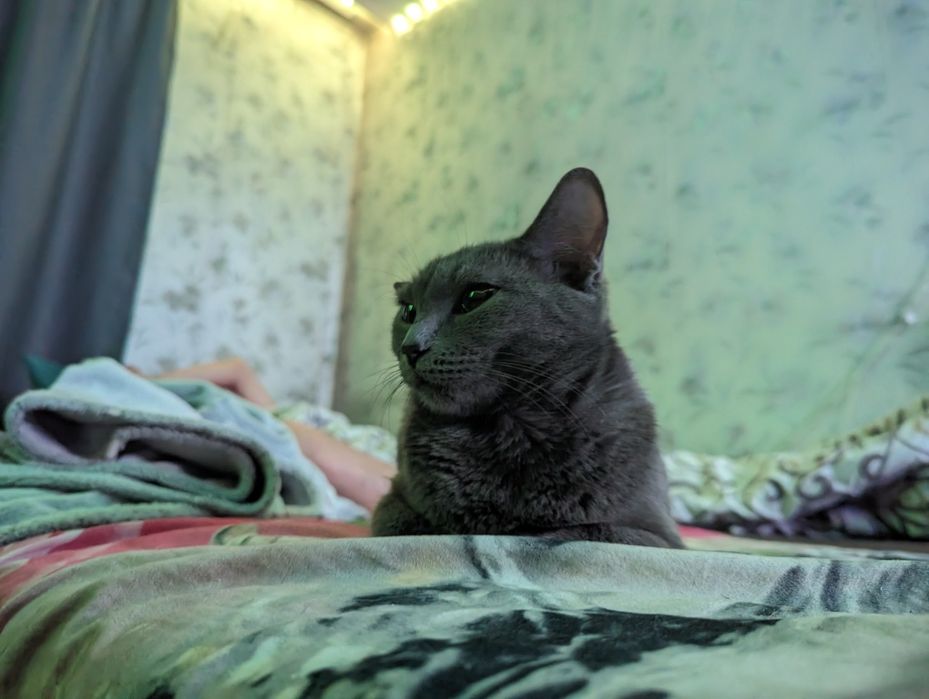 Отдам кошек бесплатно