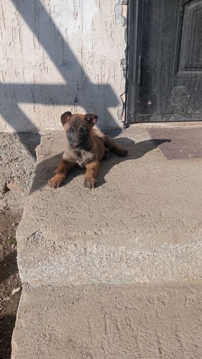 Бельгийская овчарка күшіктер сатылады