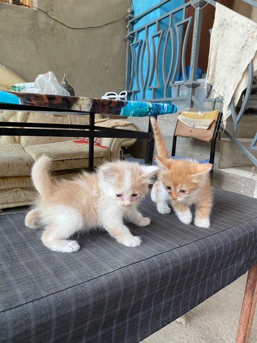 Котята девочки очень милые