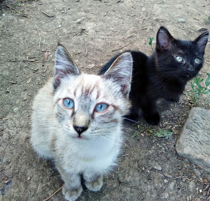 отдам котят в добрые руки