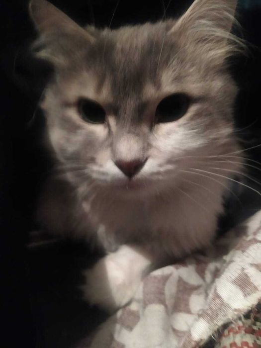 Срочно Алматы !!!