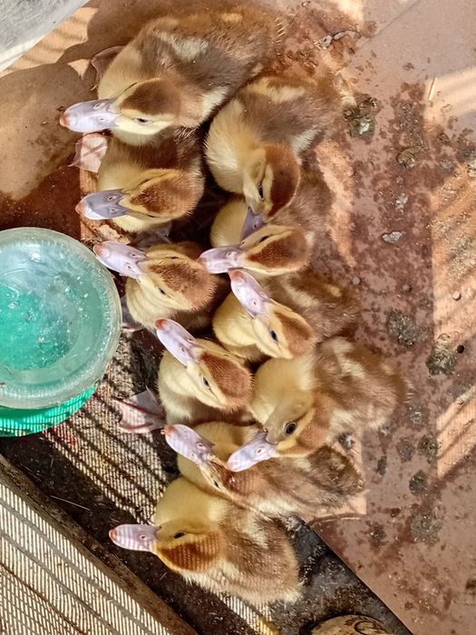 Продам индо утяты