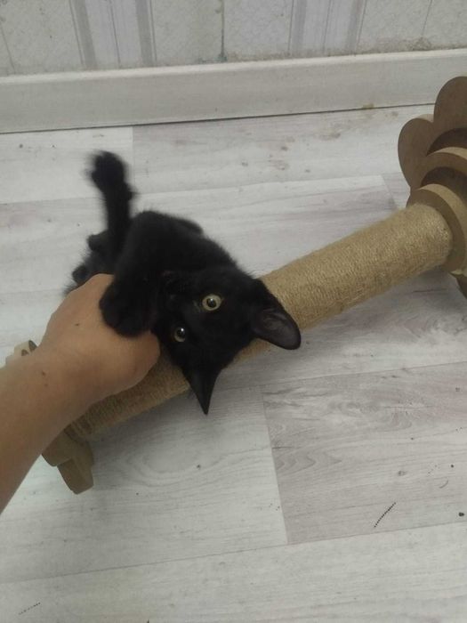 Котенок (мальчик) ищет дом