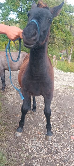 Vand sau schimb manz