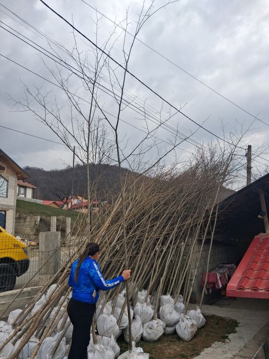 Mesteacăn tei platani