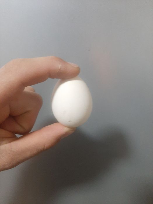 Yapon tovuqni tuxumi