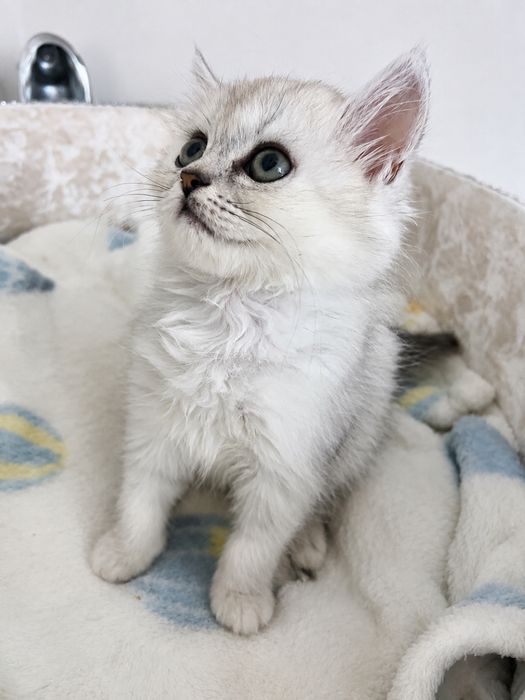 Нежные котята окраса шиншиллы