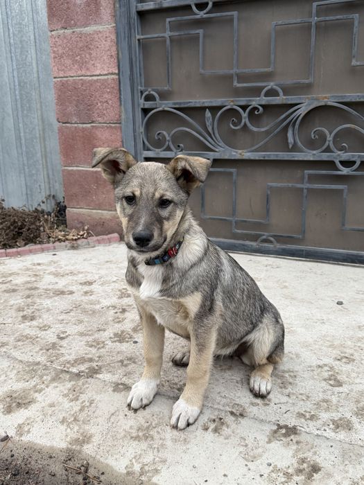 Щенки в добрые руки