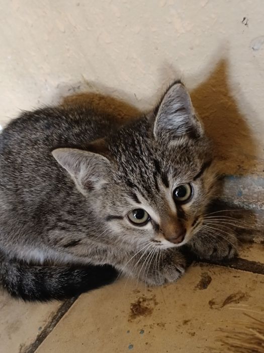 Одам даром котят