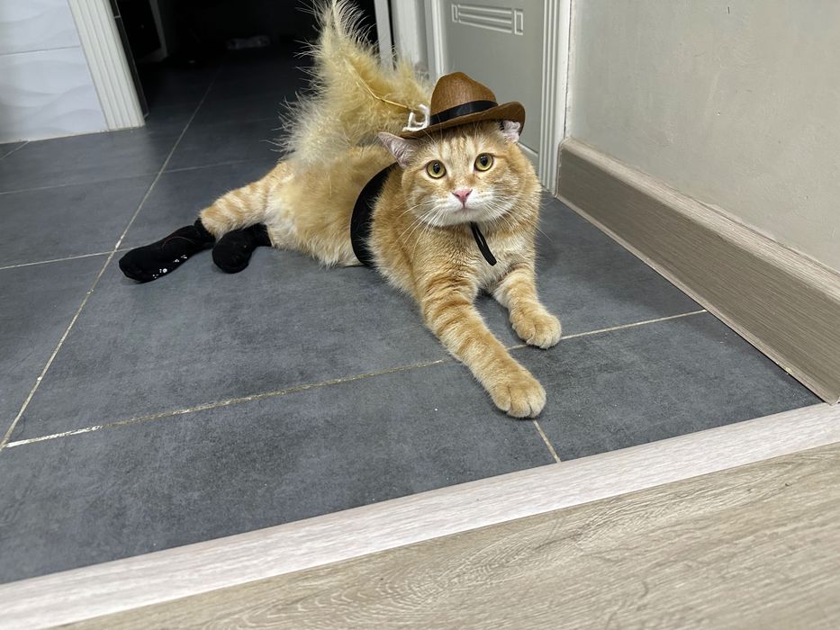 Ищем дом для кота