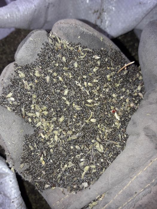 Семена/разсад на градинска чубрица за посед, на едро и на дребно