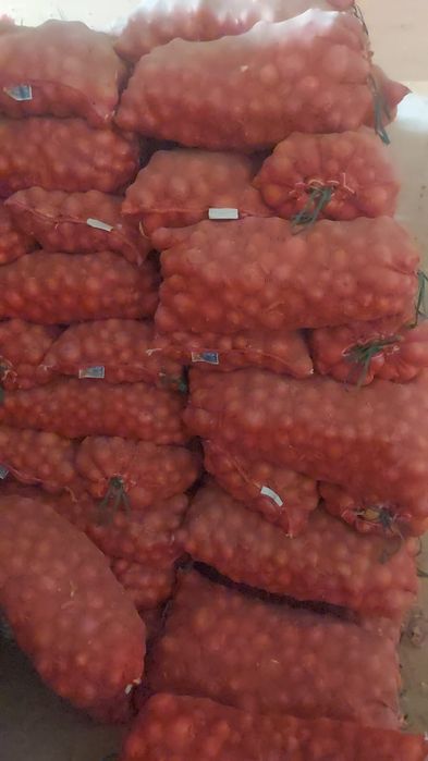 Лук оптом урожай 2025