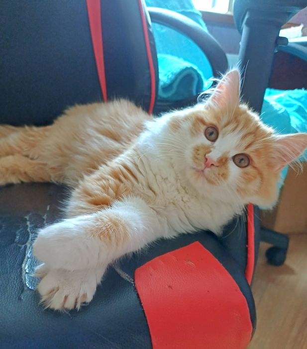 Ласкуша-котенок Лучик Солнышкин ищет самых лучших котородителей