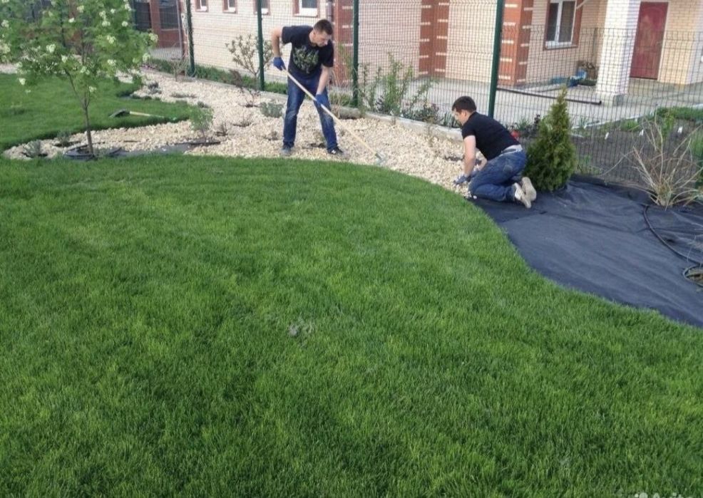 Ель газон саженцы