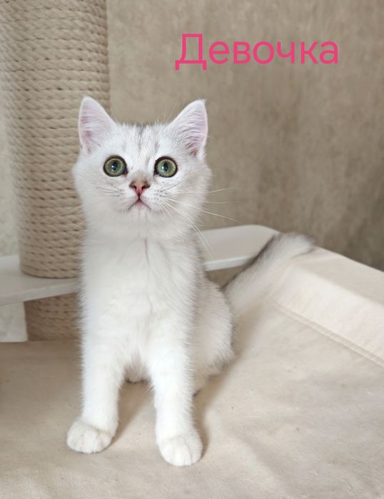 Британские котята