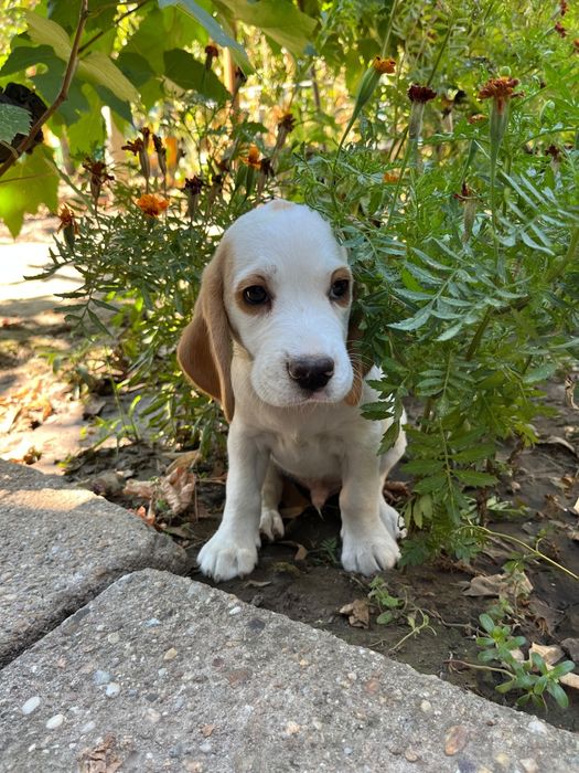 Caut casa pentru 5pui beagle bicolori/tricolori