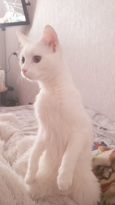 Кошечка белая, красивая