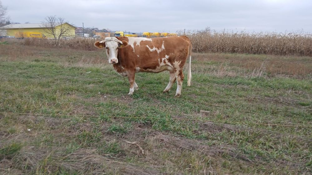 Junca Baltata romaneasca