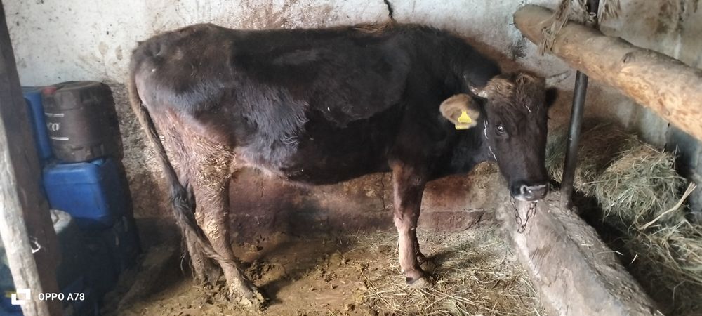 Сиыр сатылады ..