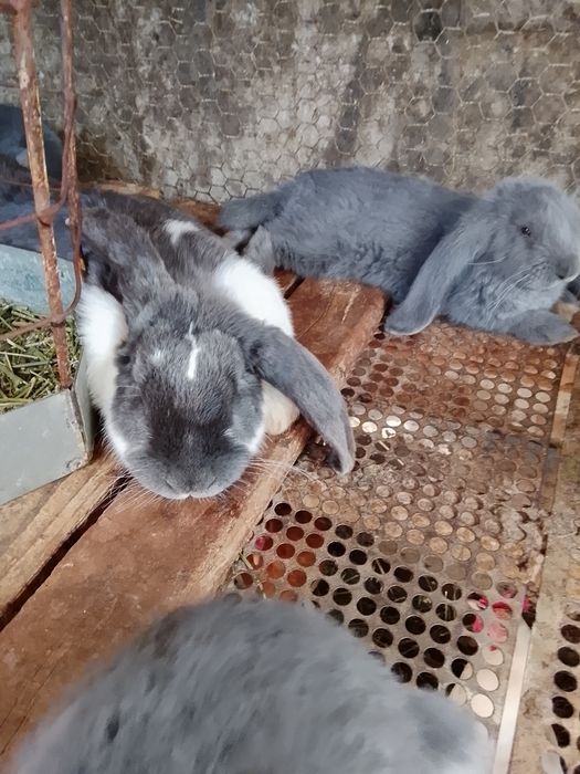 Продаются крольчата