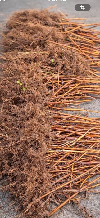 Здравей те продавам качествен расад ягоди и малини