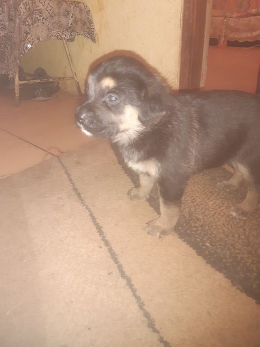 Rasa este lup corcitura