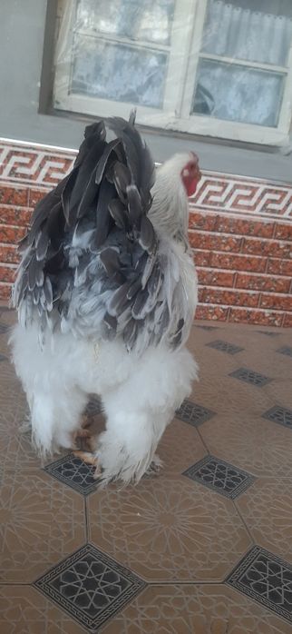 Шу брамалар тухумига заказ оламиз