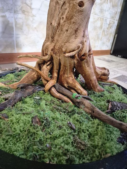 Бонсай ручная работа