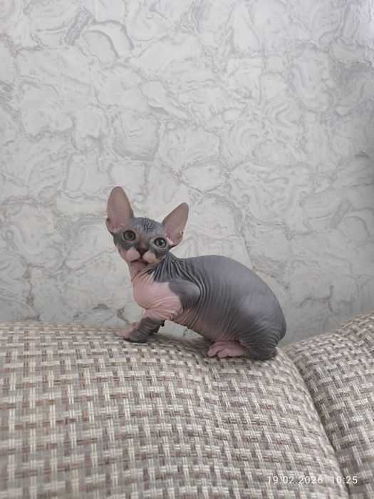 Сфинкс,котята,мальчики