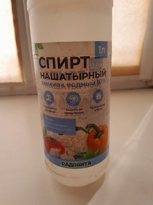 Продам семена укропа...