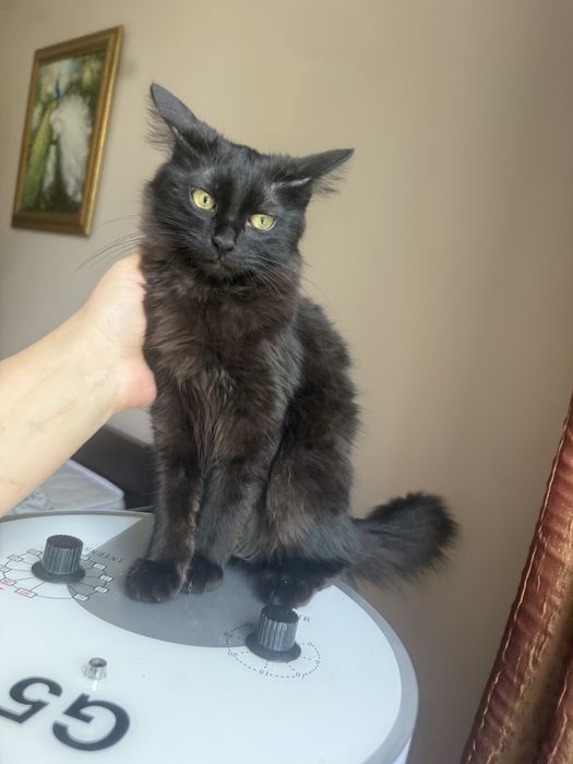 Котенок   хорошеньки здоровая