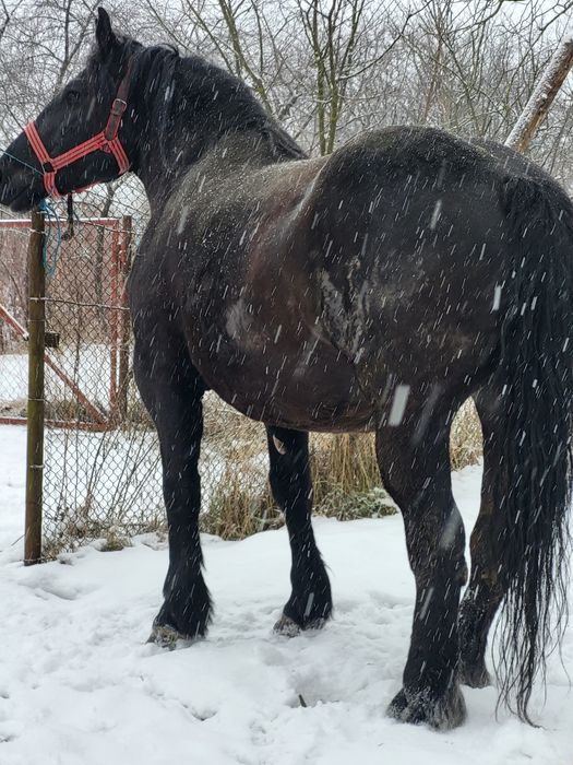 Iapa 5 ani gestanta in 8 luni