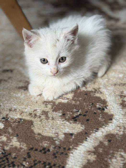 В хорошие руки котята