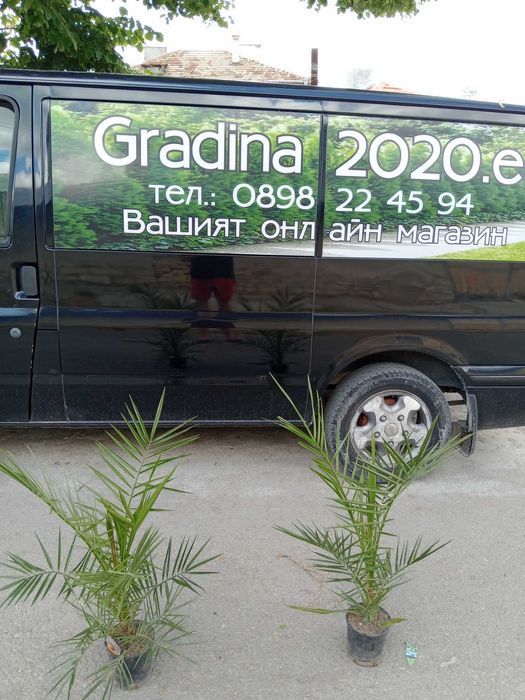 Палма - финикова 
Студоустойчивост до -10