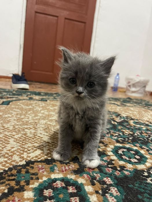 Котёнок девочкаа