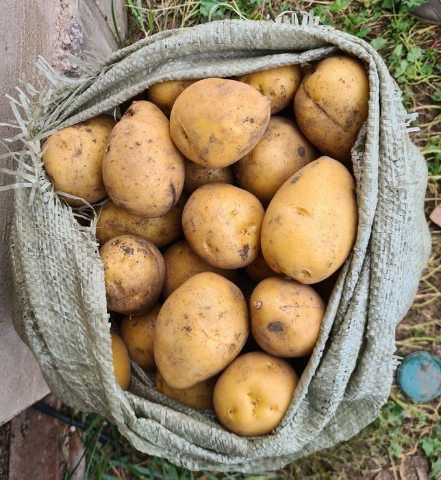 Картошка домашняя