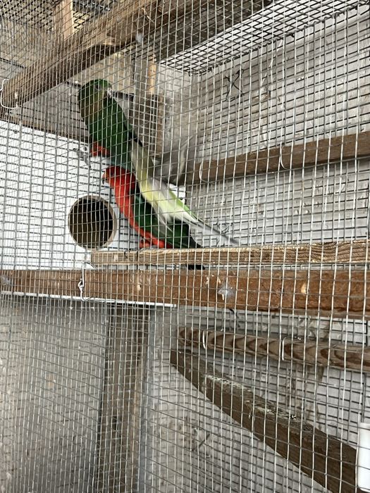 Попугай сотилади