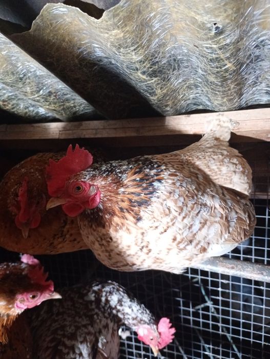 Vând ouă pt incubat de găini pitice