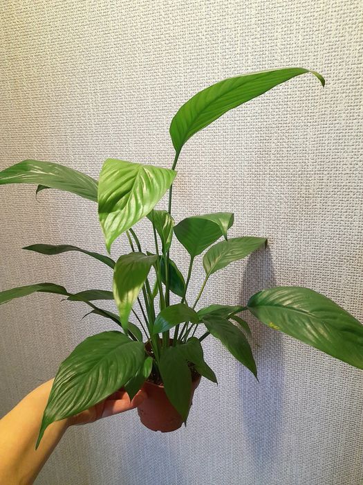 Продам Спатифиллум Блэк